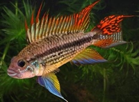 Apistogramma cacatuoïdes