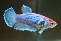 Betta splendens femelle