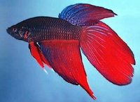 Betta splendens mâle