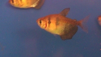 Gymnocorymbus ternetzi