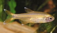 Hasemania nana
