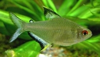 Hyphessobrycon pulchripinnis