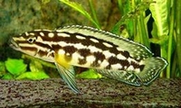Julidochromis marlieri