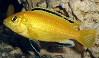 Labidochromis caeruleus