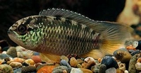 Nannacara anomala