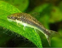 Otocinclus affinis