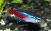 Paracheirodon innesi
