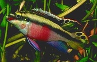 Pelvicachromis pulcher