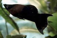 Poecilia sphenops