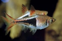 Rasbora heteromorpha