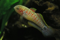 Tateurndina occelicauda