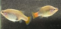 Xenotoca eiseni