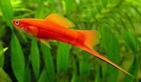 Xiphophorus helleri