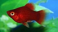 Xiphophorus maculatus