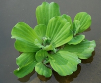 PISTIA Stratioides