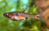 Rasbora maculata