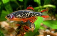 Celestichthys margaritatus
