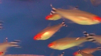 Hemigrammus rhodostomus
