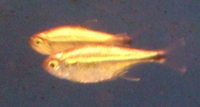 Hemigrammus armstrongi