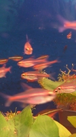 Hemigrammus gracilis