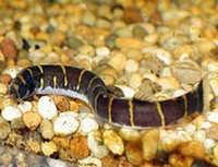Acanthophtalmus kuhli