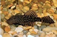 Ancistrus sp.