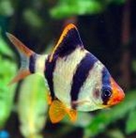 Barbus tetrazona