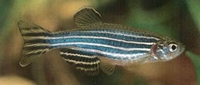 Brachydanio rerio