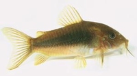 Corydoras aeneus