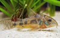 Corydoras paleatus