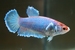 Betta splendens femelle