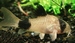 Corydoras panda