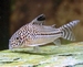 Corydoras julii