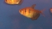 Gymnocorymbus ternetzi