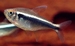 Hyphessobrycon herbertaxelrodi