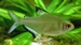 Hyphessobrycon pulchripinnis