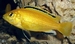 Labidochromis caeruleus