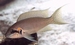 Neolamprologus brichardi