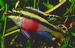 Pelvicachromis pulcher
