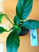 ANUBIA BARTERI