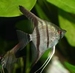 Pterophyllum scalare