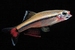 Tanychthys albonubes