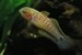 Tateurndina occelicauda