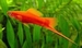Xiphophorus helleri
