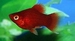 Xiphophorus maculatus