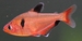 Hyphessobrycon eques
