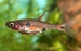 Rasbora maculata