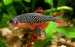 Celestichthys margaritatus