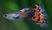 Poecilia reticulata mâle