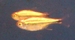 Hemigrammus armstrongi